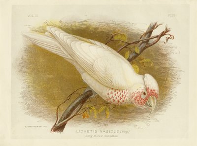 Long-Billed Cockatoo, 1891 by Gracius Broinowski